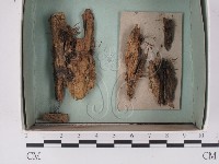 登錄號:F0021300藏品圖，第1張