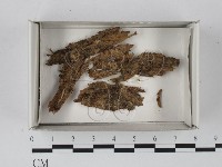 登錄號:F0021303藏品圖，第1張