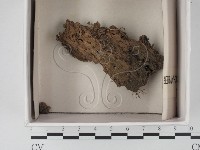 登錄號:F0021305藏品圖，第1張
