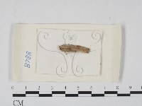 登錄號:F0021306藏品圖，第1張