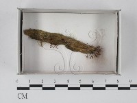登錄號:F0021307藏品圖，第1張