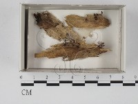 登錄號:F0021308藏品圖，第1張