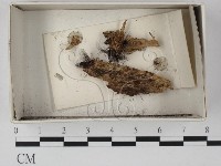 登錄號:F0021309藏品圖，第1張