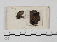 登錄號:F0021312藏品圖，第1張