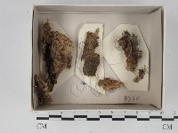 登錄號:F0021316藏品圖，第1張
