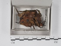 登錄號:F0021317藏品圖，第1張