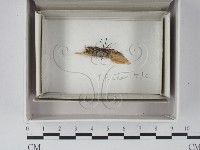 登錄號:F0021320藏品圖，第1張