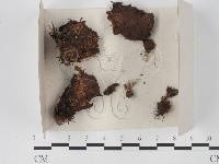 登錄號:F0021321藏品圖，第1張