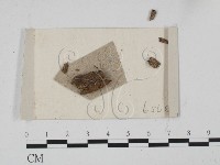 登錄號:F0021326藏品圖，第1張
