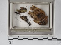 登錄號:F0021327藏品圖，第1張