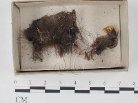 登錄號:F0021334藏品圖，第1張