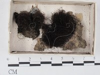 登錄號:F0021335藏品圖，第1張