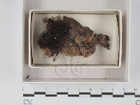 登錄號:F0021336藏品圖，第1張