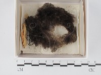 登錄號:F0021337藏品圖，第1張