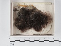 登錄號:F0021338藏品圖，第1張