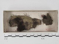 登錄號:F0021339藏品圖，第1張