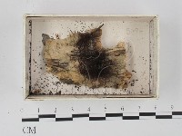 登錄號:F0021342藏品圖，第1張
