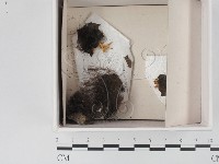 登錄號:F0021343藏品圖，第1張