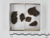 登錄號:F0021344藏品圖，第1張