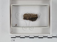 登錄號:F0021345藏品圖，第1張