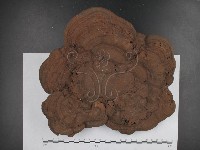 登錄號:F0021347藏品圖，第1張