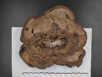 登錄號:F0021347藏品圖，第3張