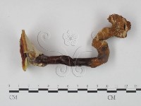 登錄號:F0021348藏品圖，第1張