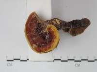 登錄號:F0021348藏品圖，第3張