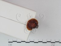登錄號:F0021350藏品圖，第3張