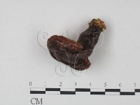 登錄號:F0021351藏品圖，第1張
