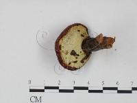 登錄號:F0021351藏品圖，第3張