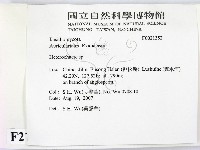 刺皮菌屬藏品圖，第2張
