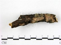 刺皮菌屬藏品圖，第1張