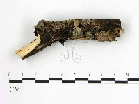刺皮菌屬藏品圖，第3張