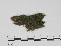 登錄號:F0021353藏品圖，第1張