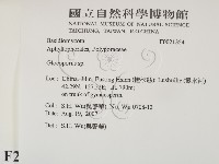 膠孔菌屬藏品圖，第2張
