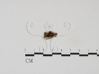 膠孔菌屬藏品圖，第3張