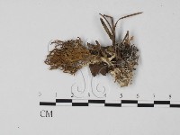 登錄號:F0021356藏品圖，第1張