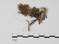 登錄號:F0021356藏品圖，第3張