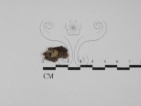 登錄號:F0021358藏品圖，第1張