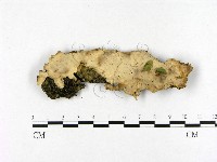 登錄號:F0021361藏品圖，第1張