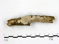 刺皮菌屬藏品圖，第3張