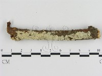 登錄號:F0021364藏品圖，第1張