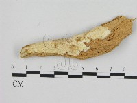 寡孔菌屬藏品圖，第1張