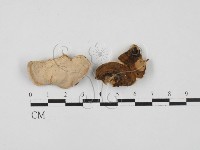 登錄號:F0021367藏品圖，第1張