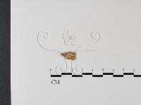 登錄號:F0021369藏品圖，第1張