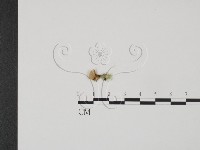 登錄號:F0021370藏品圖，第1張