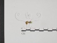 登錄號:F0021370藏品圖，第3張
