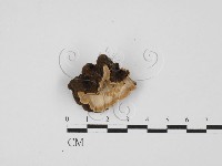 登錄號:F0021371藏品圖，第1張