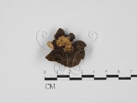 登錄號:F0021371藏品圖，第3張